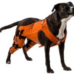 Δυσπλασία Ισχίου στον Σκύλο: Τι Πρέπει να Ξέρεις